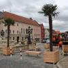 Am Friedberger Marienplatz wurden neben dem Brunnen Palmen aufgestellt. Die Zufahrt an dieser Stelle wird gesperrt. 