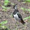 Ein Kiebitz (Vanellus vanellus) steht auf einem Feld.