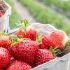 Endlich Erdbeeren! Auf einigen Feldern im Landkreis Neu-Ulm kann man die Früchte selbst pflücken.