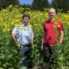 Die durchwachsene Silphie hat einen seltsamen Namen, dafür aber viel Potenzial als Energiepflanze. Alfons Kerler und sein Mitarbeiter Erich Abröll haben die gelbe Blume testweise bei Hausen angebaut.  