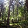 Auf der Börfinker Ochsentour spazieren Besucher des Nationalparks durch Mischwald aus Fichten und alten Buchen.