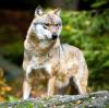 Im Allgäu geht die Angst vor dem Wolf um. 