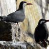 In der neuen Zoo-Voliere kamen mehrere Vögel zu Tode - unter anderem eine Inka-Seeschwalbe.