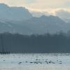 Dicht mit Wasservögeln bevölkert ist der Ammersee vor allem im Winter.