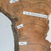 Für den Holztechniker Siegfried Gruber erzählen die Relikte nach der Fällung die Geschichte. Bei einem in Graisbach gefällten Kirschbaum hat er die Jahresringe erläutert.  	