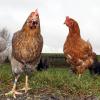 Landratsamt Neuburg-Schrobenhausen erlässt Regeln für Hühnerhalter wegen Vogelgrippe.