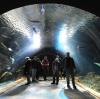 Ein etwa einen Meter langer sogenannter Geisterhai gehört seit wenigen Tagen zum Bestand der wissenschaftlichen Sammlung des Meeresmuseums Stralsund. Symbolbild: dpa