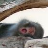 Ein gähnender Affe in einem Zoo. Aber ist dem Tier langweilig? Schließlich kommen in der Corona-Krise keine Besucher in die Tierparks.
