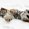 Zahl der Sibirischen Tiger dramatisch gesunken