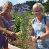 Gute Geschäfte bei gutem Wetter: Bei einem großen Angebot an Pflanzen, Samen und Anderem wurden viele Besucherinnen und Besucher der Illertisser Gartentag fündig.