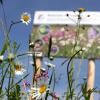 Ein Projekt des Gerlenhofener Arbeitskreis Umweltschutz, der Stadt Neu-Ulm und acht Landwirten ermöglicht Lebensraum für Bienen und Insekten auf einer Ackerfläche, die insgesamt so groß ist wie etwa 28 Fußballfelder. 	