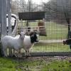 Die Ziegen Jacko und Jill sind inzwischen sicher im Tierheim Neuburg untergebracht. 