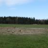Auf einer staatseigenen Wiese bei Westerschondorf wurde ein etwa bauplatzgroßes Weidengehölz beseitigt.