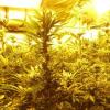 Ein 28-Jähriger züchtete unter zwei großen Zelte auf dem Dachboden seiner Wohnung in Offenhausen 36 Cannabispflanzen. 