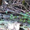 Auch das Biberrevier gehört in das neu ausgewiesene Naturschutzgebiet „Moore und Wälder westlich Dießens.