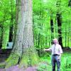 Auf dem neuen Waldinformationspfad in Diedorf ist auch eine 130 Jahre alte Douglasie zu sehen, wie Förster Siegfried Knittel zeigt. Foto: Jana Tallevi