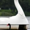 In Münster verguckte sich ein Schwan in ein Tretboot. 	