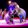 Der Circus Krone will für die Vorstellungen zu Weihnachten seine Elefanten zurück in die Manege holen. Sie hatten eine Auszeit in einem spanischen Freigehege bekommen.