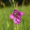 Die Sumpfgladiole ist eine seltene, geschützte Pflanze. Das weltweit größte Vorkommen dieser Rarität findet sich vor den Toren von Augsburg, auf der Königsbrunner Heide.
