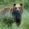 In Norditalien werden sowohl Bären als auch Wölfe zunehmend zum Problem.