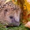 In einem naturnahen Garten ist Platz für Igel. Jetzt kann man den stacheligen Gesellen helfen und zufüttern, damit die Tierchen gut über den Winter kommen und nächstes Jahr wieder fleißig auf Schnecken-Jagd gehen können.