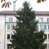 So langsam zieht Weihnachtsstimmung auf dem Neu-Ulmer Rathausplatz ein: Gestern wurde der Christbaum aufgestellt. 	