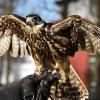 Falke Frieda und andere Greifvögeln sind in Meitingen und Gersthofen gegen die vielen Krähen im Einsatz.