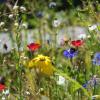 Eine ganze Menge an Wildblumen auf öffentlichen Flächen wurden in der Vergangenheit in der Stadt Günzburg gepflanzt. Hier erfreut eine farbenprächtige Blumenwiese im Kötzer Weg. 	 	