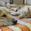 Nicht immer ist das Zusammenleben von Hund und Katze so harmonisch - wer aber einiges beachtet, kann den Tieren ein friedliches Mieinander ermöglichen.