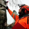 Bäume sind lebende Organismen. Ronald Lutz ist einer der ersten kommunalen European Tree Worker in Schwaben. Er ist in Lauingen tätig. 	