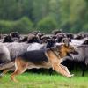 Zwei Schafe werden gesucht, nachdem ein Hund in Wertingen eine Herde aufgeschreckt hat.