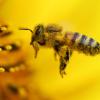 „Rettet die Bienen“ – so lautet der Titel des erfolgreichsten bayerischen Volksbegehrens aller Zeiten.