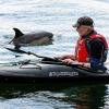 Ein etwa zwei Meter großer Gemeiner Delfin nähert sich einem Paddler in der Schwentinemündung. Bereits seit mehreren Wochen taucht ein Delfin immer wieder nahe der Schwentinemündung auf.