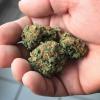 Der Weg zur Cannabis-Legalisierung ist von Fallstricken übersät. 