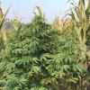 Mitten zwischen den Maispflanzen wuchs Cannabis in die Höhe. Es ist nicht geklärt, wer die Pflanzen auf dem Feld bei Schmelchen illegal angebaut hat.