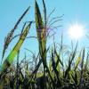 In den vergangenen zehn Tagen hat die Regierung von Oberbayern über 70 Landwirte aufgefordert, ihren Mais zu vernichten, darunter auch drei Landwirte aus dem Landkreis Landsberg. Archiv-Foto: Thorsten Jordan