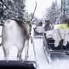 Rentiere mögen Knutschlaute: mit den Rentierschlitten im finnischen Teil Lapplands unterwegs. 