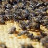 Ihren sprichwörtlichen Fleiß haben die Bienen auch in diesem durchwachsenen Sommer nicht verloren, doch vielerorts haben sie einfach zu wenig verwertbaren Nektar gefunden. 	