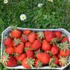 Die Erdbeer-Saison beginnt – die „roten Diven“ gehören zu den liebsten Früchten der Deutschen.  	