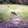 Im Saupark bei Eichstätt hat eine Wildkamera dieses Bild eines Wolfs aufgenommen. Ob er dauerhaft bleibt, steht noch nicht fest. 	