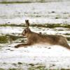 An der Tularämie erkrankte Tiere fallen durch Teilnahmslosigkeit auf. Spaziergänger sollten sich von ihnen fernhalten. 