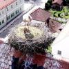 In Tiefenbach befindet sich das Storchennest direkt auf dem
Satteldach des Kirchturms, wo heuer ein Junges groß geworden ist. 