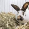 Nasenstupser und leichtes Zähnemahlen sind bei Kaninchen ein Zeichen für Wohlbefinden.
