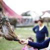 Auge in Auge mit einer hungrigen Giraffe: Mehrere Besucher nutzen gestern die Gelegenheit, die Tiere des Zirkus Voyage auf er Hasenwiese zu füttern. Derweil kritisierten Tierschutzorganisationen die Haltung der Exoten in Gefangenschaft. Aus Sicht der Behörden liegt kein Verstoß gegen das Tierschutzgesetz vor. 