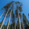 Fichten sind die häufigste Baumart in Bayern – doch sie sind bedroht. Vom Borkenkäfer und vom Klimawandel.