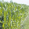 Immer mehr Maisfelder gibt es in der Region. Bei den Mais-Feldtagen wird auch über einen vernünftigen Anbau diskutiert. 
