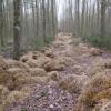 Im Wald bei Bitz (Kreis Eichstätt) wurde illegal Stroh abgeladen