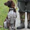 Routiniert und entspannt: Kleiner Münsterländer Akira vom Tessiner-Moor vor der Schleppen-Prüfung.