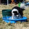 Dieser Hund erfrischt sich beim Tag der offenen Tür im Tierheim Berlin mit Wasser.