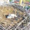 Ein totes Storchenkind liegt im Nest auf dem Kirchturm in Wertingen. Und auch in Zusamzell sind die Storcheneltern alleine zurückgeblieben. 